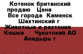 Котенок британский продаю › Цена ­ 3 000 - Все города, Каменск-Шахтинский г. Животные и растения » Кошки   . Чукотский АО,Анадырь г.
